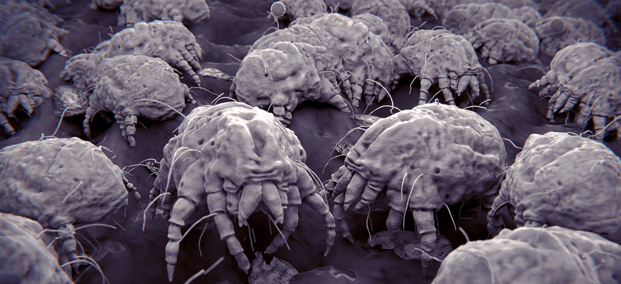 dust mites