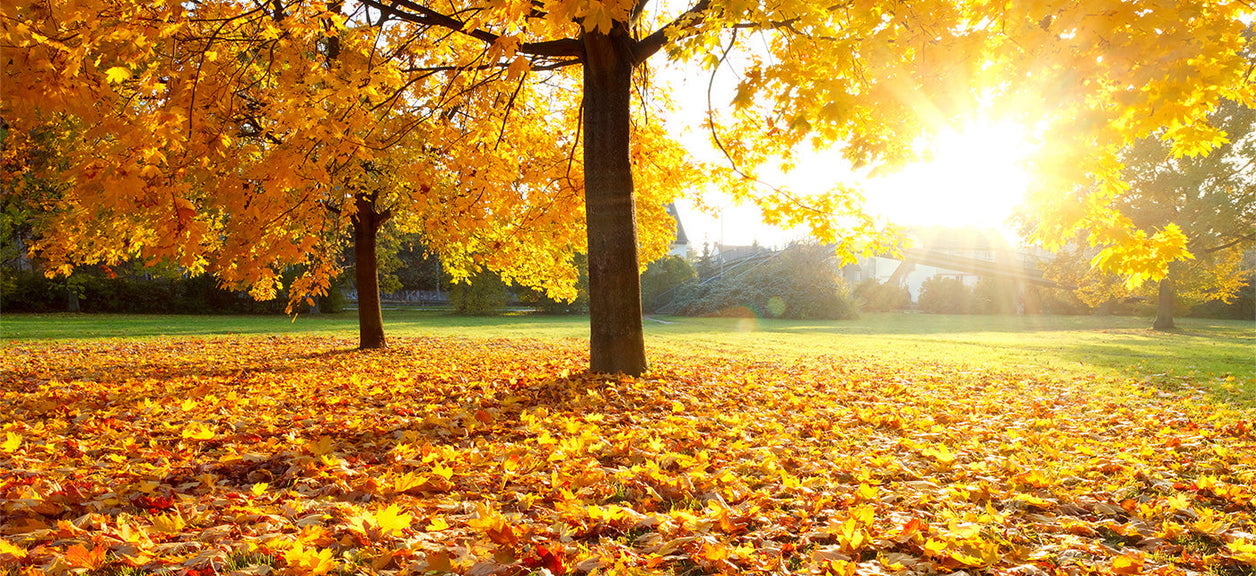 trees with autumn colored leaves on the ground