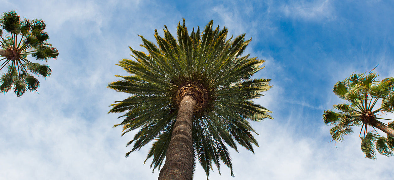 looking up at trees