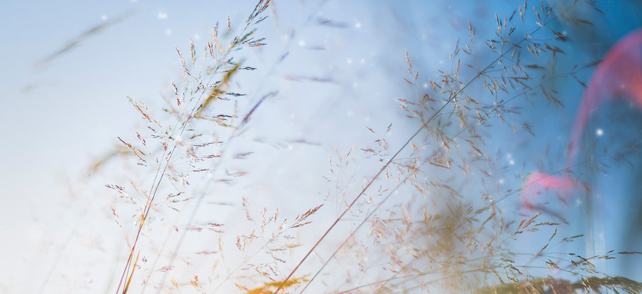 grass pollen