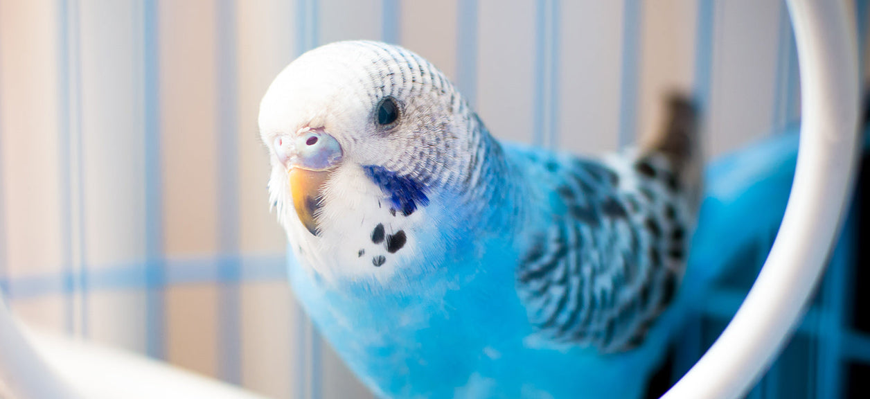 parakeet