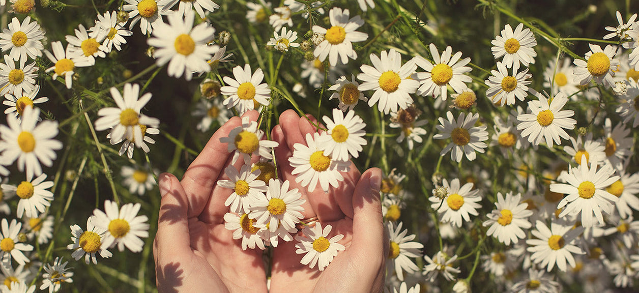 hands holding flowers