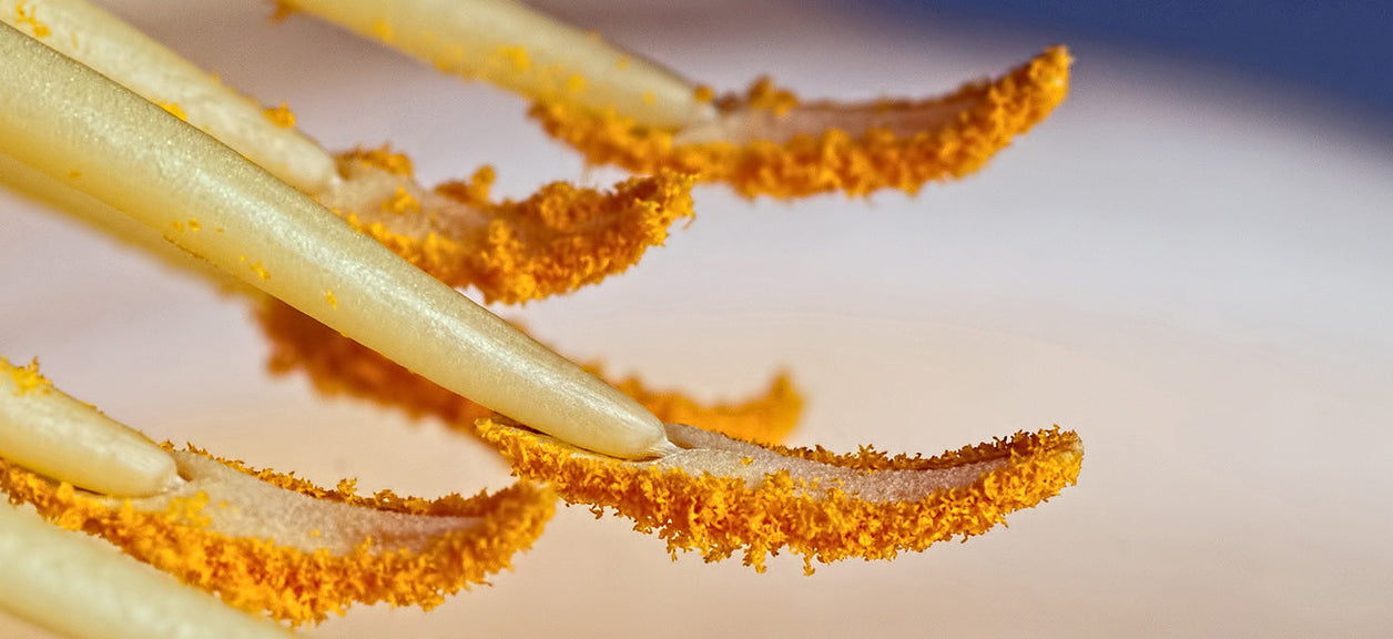 pollen on flower