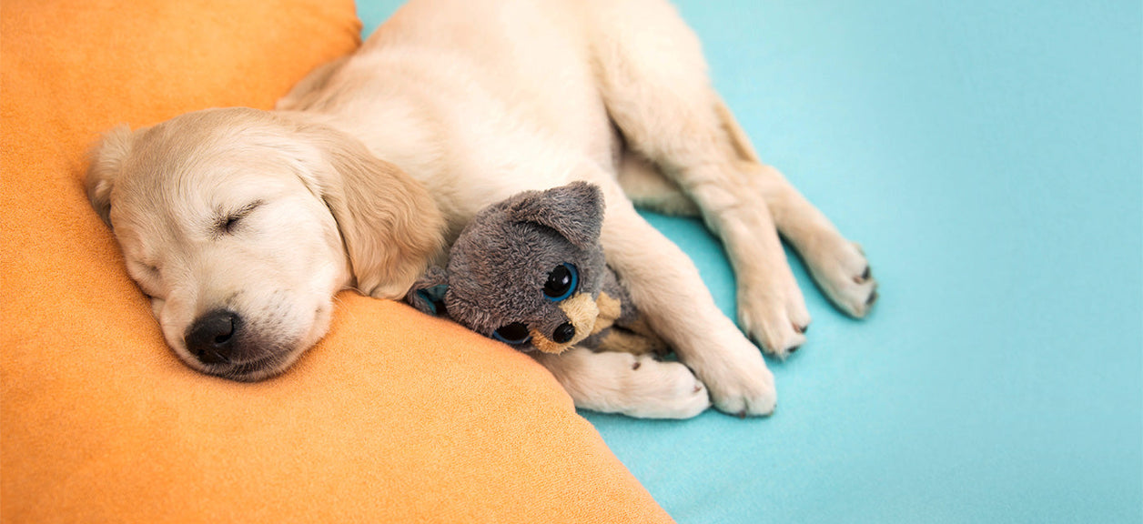 Puppy sleeping with toy